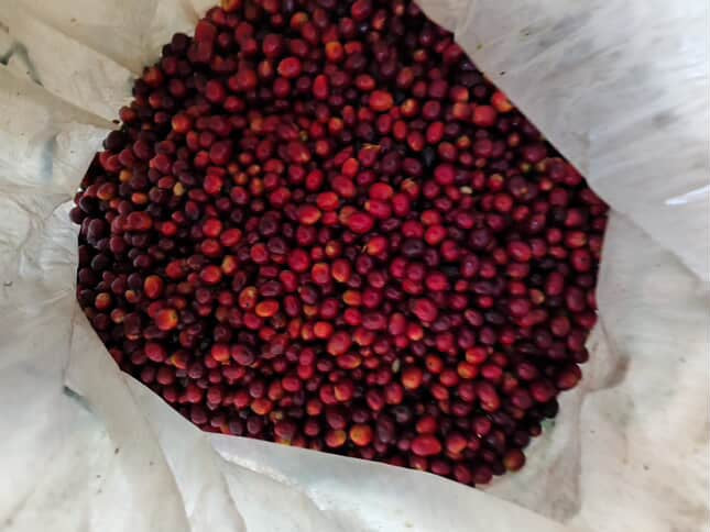 Jose Giraldo - Rio Dulce - Double Washed Geisha